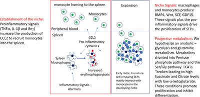 Metabolic regulation of stress erythropoiesis, outstanding questions, and possible paradigms